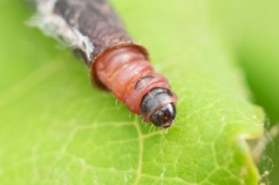 <i>Coleophora hemerobiella</i>