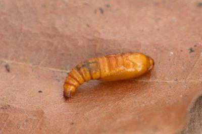 <i>Ancylis mitterbacheriana</i>