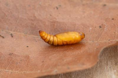 <i>Ancylis mitterbacheriana</i>