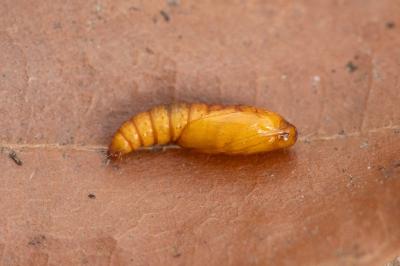 <i>Ancylis mitterbacheriana</i>
