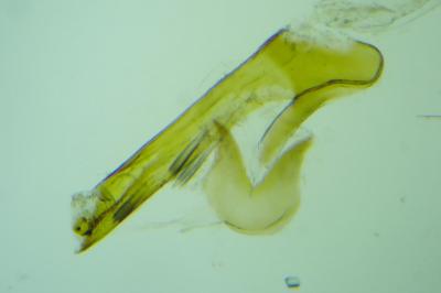 <i>Cnephasia communana</i>