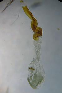 <i>Hofmannophila pseudospretella</i>