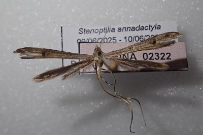 <i>Stenoptilia annadactyla</i>