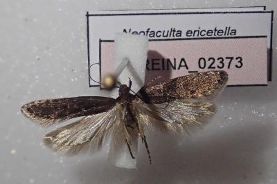 <i>Neofaculta ericetella</i>