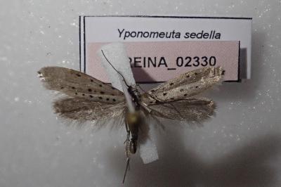 <i>Yponomeuta sedella</i>