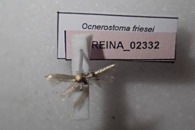 <i>Ocnerostoma friesei</i>