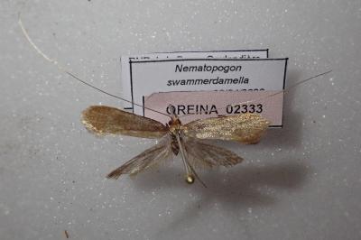 <i>Nematopogon swammerdamella</i>