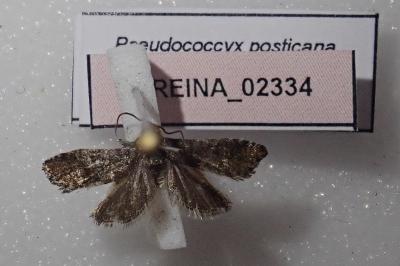 <i>Pseudococcyx posticana</i>