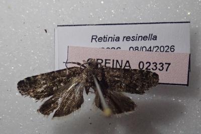 <i>Retinia resinella</i>
