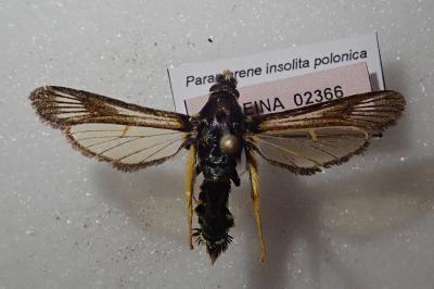 <i>Paranthrene insolita polonica</i>
