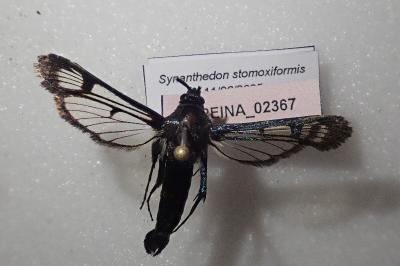 <i>Synanthedon stomoxiformis</i>