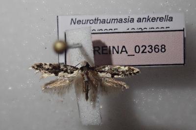 <i>Neurothaumasia ankerella</i>
