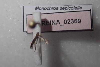 <i>Monochroa sepicolella</i>