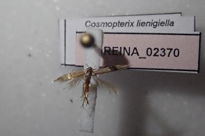 <i>Cosmopterix lienigiella</i>