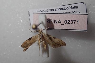 <i>Hypatima rhomboidella</i>