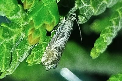 <i>Selania leplastriana</i>