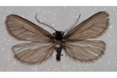 <i>Heterogynis valdeblorensis</i>