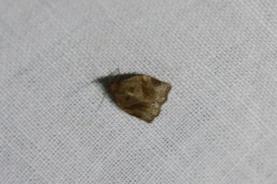 <i>Archips rosana</i>