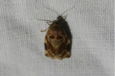 <i>Archips xylosteana</i>