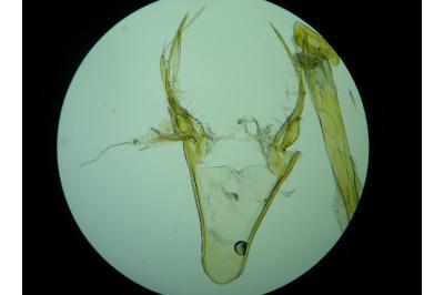 <i>Chionodes distinctella</i>