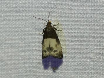 <i>Notocelia cynosbatella</i>