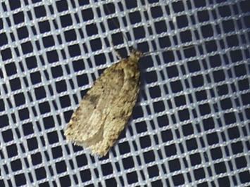 <i>Agonopterix ferocella</i>