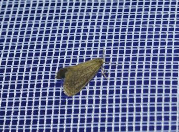 <i>Bijugis bombycella</i>