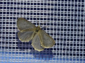 <i>Bijugis bombycella</i>
