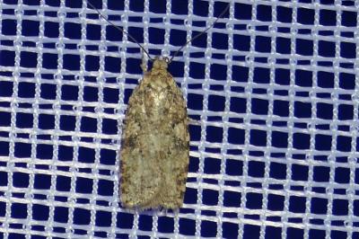 <i>Agonopterix ferocella</i>