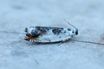 <i>Ancylis laetana</i>