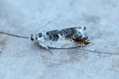 <i>Ancylis laetana</i>