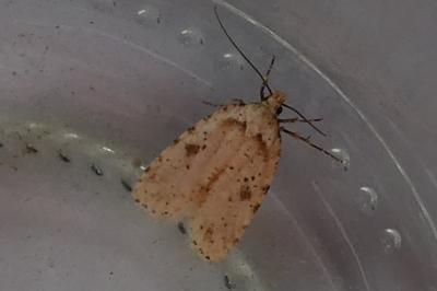 <i>Agonopterix arenella</i>