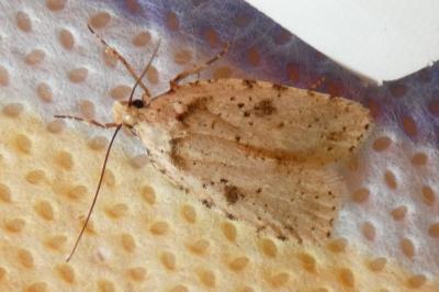 <i>Agonopterix arenella</i>