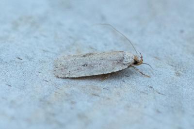 <i>Agonopterix</i>