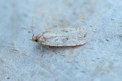 <i>Agonopterix</i>