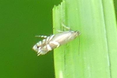 <i>Glyphipterix simpliciella</i>