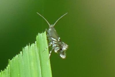 <i>Glyphipterix simpliciella</i>