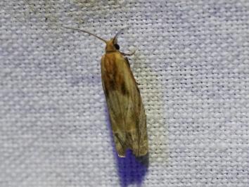 <i>Eucosma gr. hohenwartiana</i>