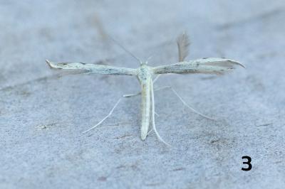 <i>Adaina microdactyla/Hellinsia  carphodactyla</i>