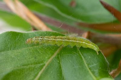 Ypsolopha parenthesella