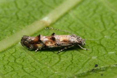 Mompha miscella
