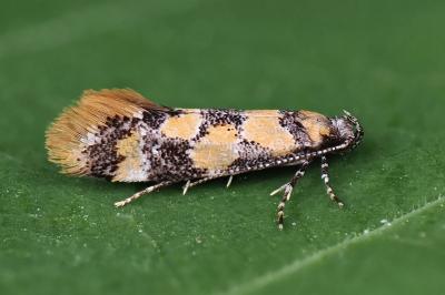 Decantha borkhausenii