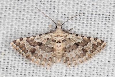 Alucita palodactyla