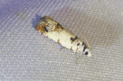 Eucosma campoliliana