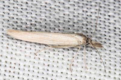 Megacraspedus gallicus