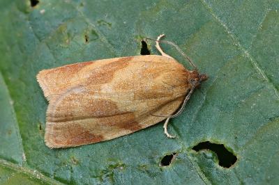 Aphelia viburnana