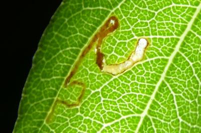 Bucculatrix albella