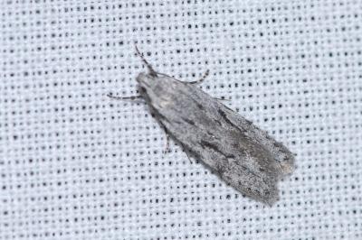 Teleiodes saltuum