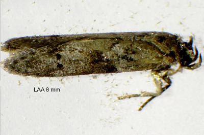 <i>Blastobasis glandulella</i>