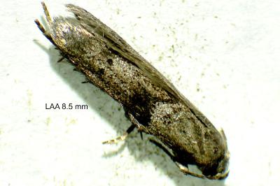 <i>Blastobasis glandulella</i>